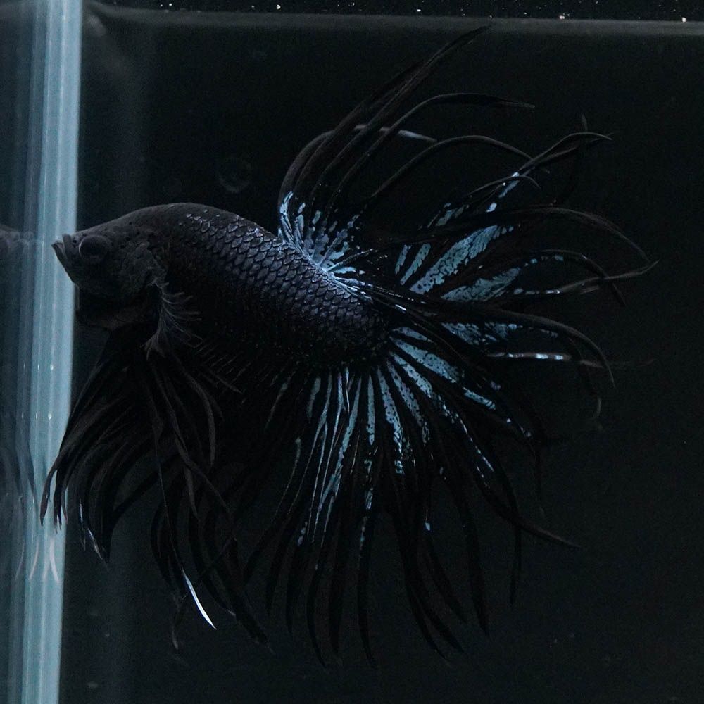 ベタ CT ブラックオーキッド